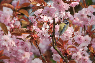blue tit on branch in pink blossom flowers on a tree