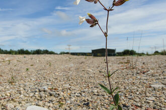 A single wildflower with small white blooms grows from a barren, gravel-covered landscape under a wide blue sky with wispy clouds.