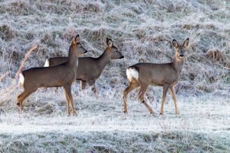 A group of three deer (brown mammals) stand in a frosty field