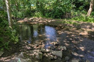 A view of a shallow part of the River Trent surrounded by trees
