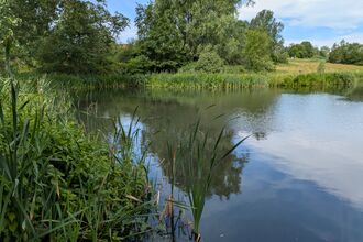 A view of a brook surrounded by reeds, fields, and green trees