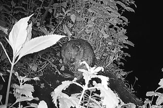 A small rodent sits on a path from a river surrounded by vegetation at night. The image is black and white.