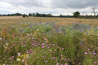 Wildflower meadow with purple knapweed, daisies and other native flowers stretching across an open field beneath a cloudy sky.