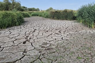 A dried up pool with cracked earth surrounded by greenery