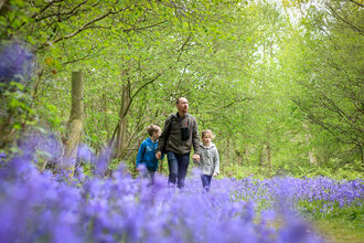 A man with two children walking through a woodland with bluebells.