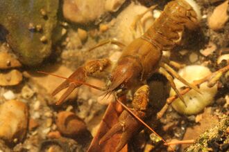 A crayfish sitting on gravel/stones in clear water