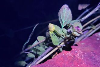 Biofluorescence snail on leaf