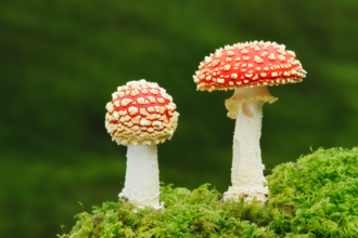 Two fly agaric - a fungus with white stem and red cap, with white spots.