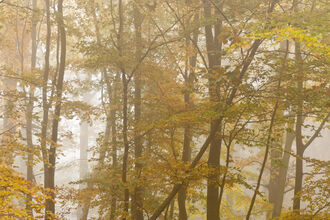 A autumn forest canopy in misty light