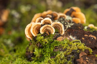 A close up shot of turkey tail fungus with green moss.