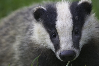 badger cub