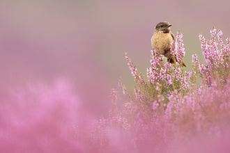 A pale brown bird perches on a stand of bell heather with a purple/pink hazey foreground of out of focus heather flowers