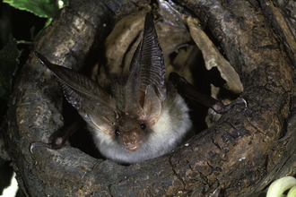 Brown Long eared bat