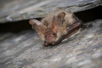 Bat - Tom Marshall