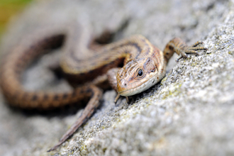 Common lizard