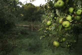 An apple tree is in the foreground to the right with a lot of apples hanging from it. to the left is a wooden gate with further trees beyond and to the left.