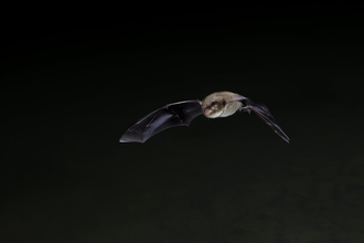 daubentons bat flying through dark black sky