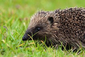 A hedgehog moves through a grassy area, it looks left.