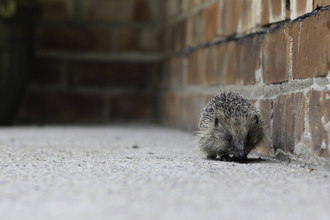 A small hedgehog - brown mammal with spikey back walks along next to a brick wall