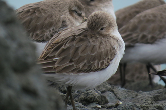 Dunlin in winter plumage