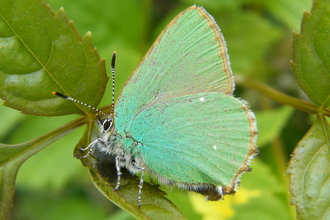 Green hairstreak butterfly surrounded by leaves