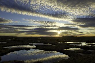 A vast peatland landscape with pools of water which reflect a pretty sunset sky with thin clouds interspersing the blue sky