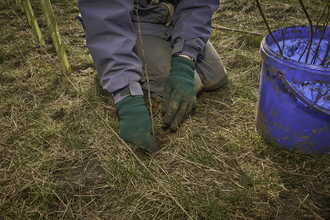 gloved hands gently plant a tree 