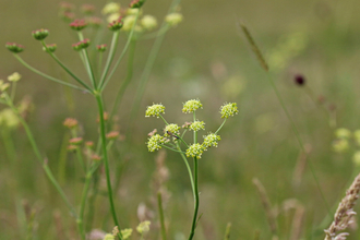 Pepper saxifrage