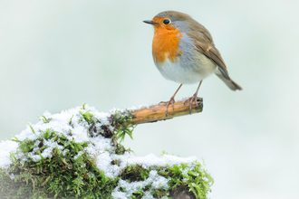 Robin Snow