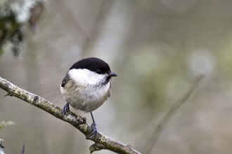 Willow tit