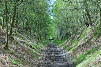 Woodland Path