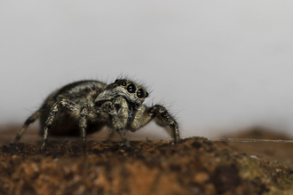 A small spider with stripy markings and two beady black eyes sitting on a brown surface
