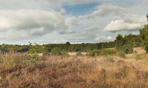 Highgate Common