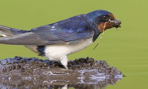 Swallows