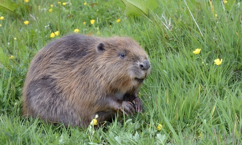 Beaver