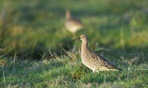 A curlew stands in a grassy field. Photo by John Bridges.