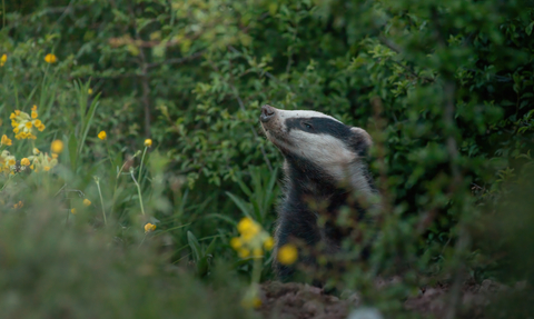 Badger Sniffing - @TOM.ELLIS