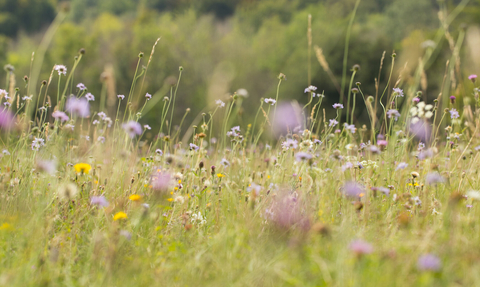 Chalk meadow grassland with mix of wildflowers including field scabious, dandelion, yarrow and thistle