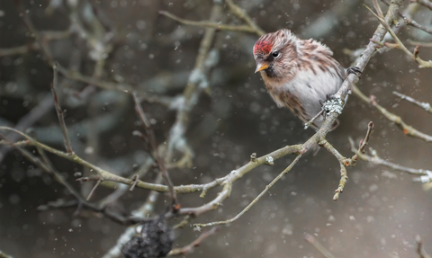 Redpoll in snow - Tom Ellis