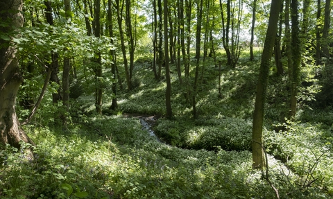 Wild Garlic - Georges Hayes - C Harding