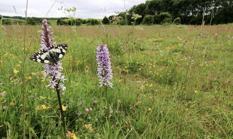 A wildflower meadow beneath a cloudy sky, with a row of trees in the distance. The meadow is filled with colourful flowers and green grasses. In the foreground are two tall, pink towers of common spotted orchid flowers. A black and white marbled white butterfly rests on one