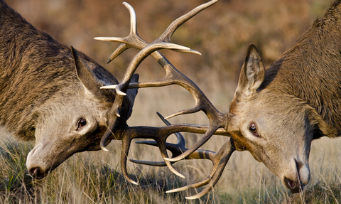 Red deer rut