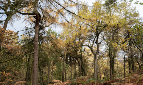 A forest of yellow leafed trees over a bracken covered floor