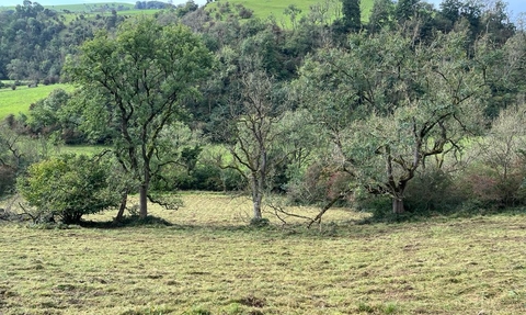 Ash trees in state of dieback