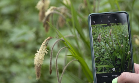 A hand with green painted nails holds a mobile phone in front of a sedge plant to photograph it