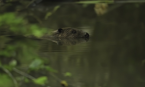 Beaver
