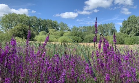 Purple loosestrife in a field lines by trees