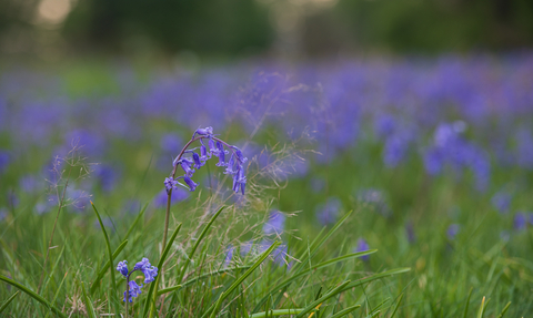 An area of grassland covered with bluebells bordered by mature trees