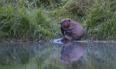 A beaver - a large brown furry mammal - sits by the side of water on the bank, with its image perfectly reflected in the water