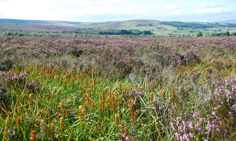 A wide expanse of moorland covered in purple heather and rough grasses stretches across the foreground, with rolling green hills, scattered trees, and a few distant buildings visible on the horizon. Under a bright, partly cloudy sky, the open landscape extends across the countryside, showcasing a mix of heathland and farmland.  Provide your feedback on BizChat Add more detail about the skyInclude specific colors presentDescribe the mood of the scene FilesFiles
